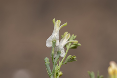 Fumaria macrocarpa