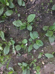 Plantago major
