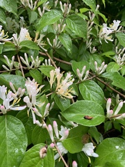 Lonicera