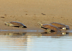 Apalone mutica mutica