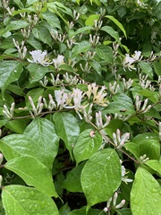 Lonicera