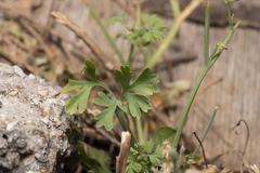 Fumaria macrocarpa