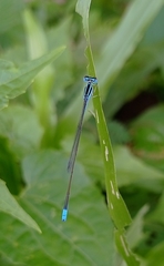 Aciagrion occidentale