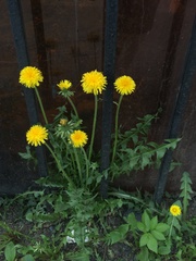 Taraxacum officinale