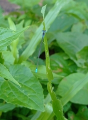 Aciagrion occidentale