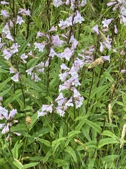 Penstemon laevigatus