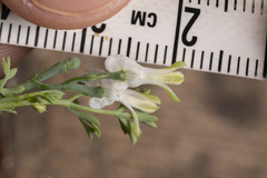 Fumaria macrocarpa