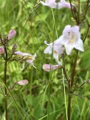 Penstemon laevigatus