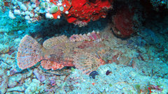 Scorpaenopsis barbata
