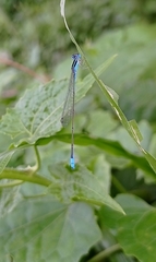 Aciagrion occidentale