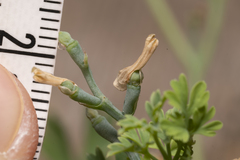 Fumaria macrocarpa