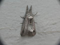 Inguromorpha itzalana