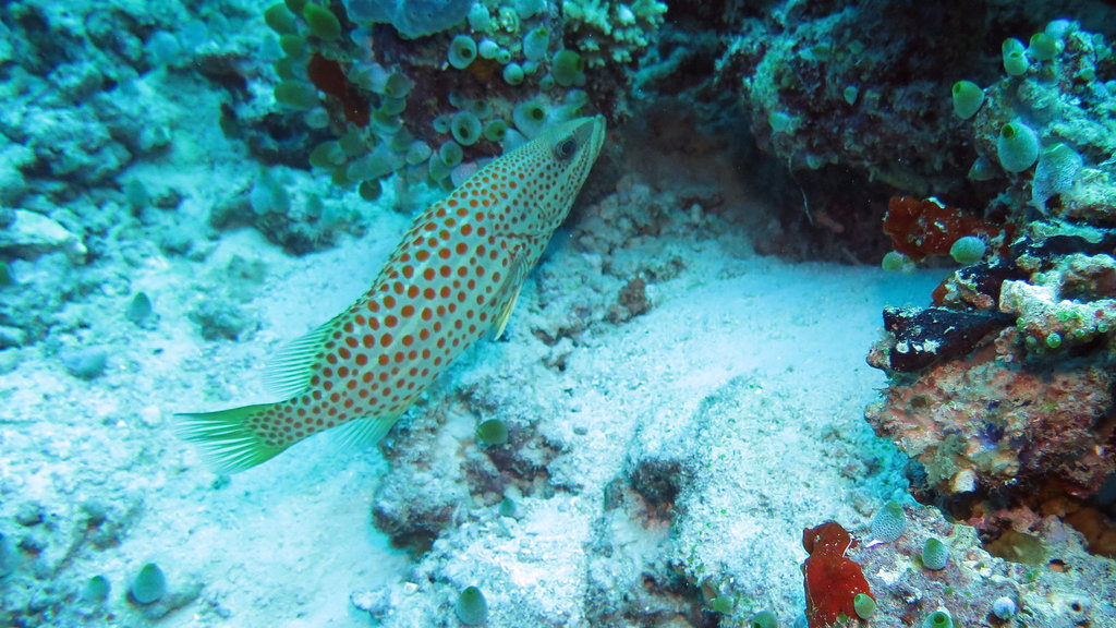slender grouper