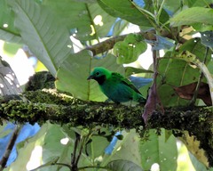 Chlorochrysa calliparaea