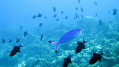 Caesio lunaris