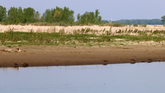 Apalone mutica mutica