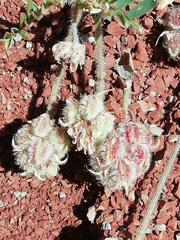 Astragalus echinatus