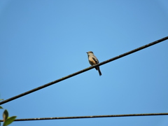 Knipolegus poecilurus