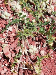 Astragalus echinatus
