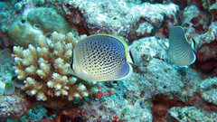 Chaetodon guttatissimus