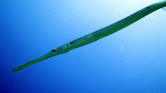 Fistularia commersonii