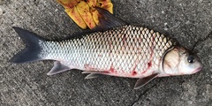 Carpiodes carpio
