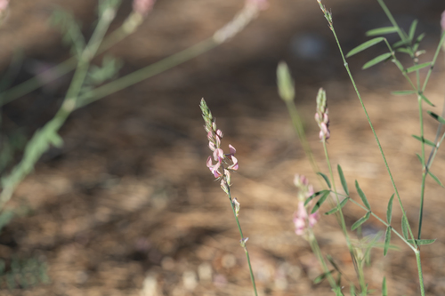 Onobrychis gracilis (Onobrychis gracilis)