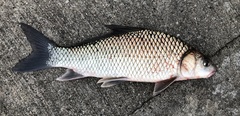 Carpiodes carpio