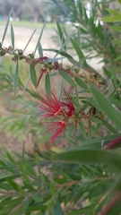 Melaleuca viminalis viminalis