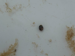 Theodoxus fluviatilis