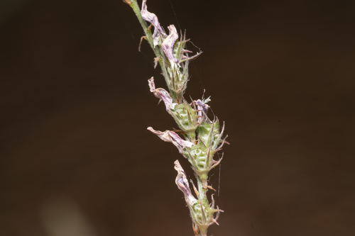 Image of Onobrychis gracilis by (c) Eleftherios Katsillis, some rights reserved (CC BY)