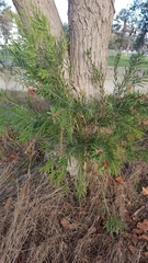Melaleuca viminalis viminalis