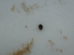 Theodoxus fluviatilis