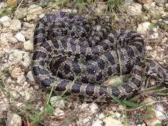 Lampropeltis calligaster