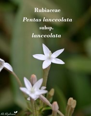 Pentas lanceolata lanceolata