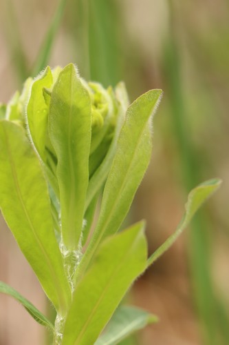 Hairy Spurge