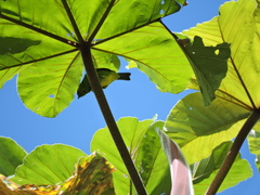 Ixothraupis xanthogastra