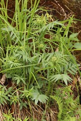 Valeriana rossica