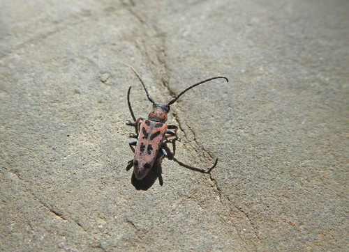 Phytoecia armeniaca