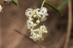 Galium heldreichii