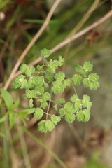Thalictrum foetidum