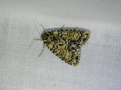 Acronicta heitzmani