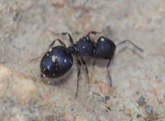 Meranoplus peringueyi