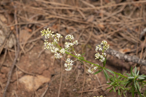 Heldreich's Bedstraw (Galium heldreichii)
