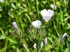 Malvalthaea transcaucasica