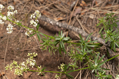 Galium heldreichii