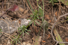 Galium heldreichii