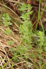 Cruciata glabra krylovii