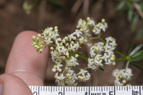 Image of Galium heldreichii by (c) Eleftherios Katsillis, some rights reserved (CC BY)