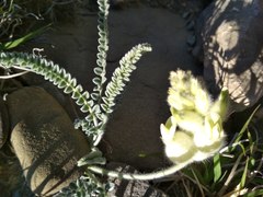 Astragalus daghestanicus